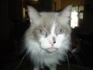 Meeko+disney+character