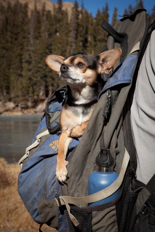 IMAGE: http://i78.photobucket.com/albums/j100/kbtrans/GoodwinLakeLilly23.jpg