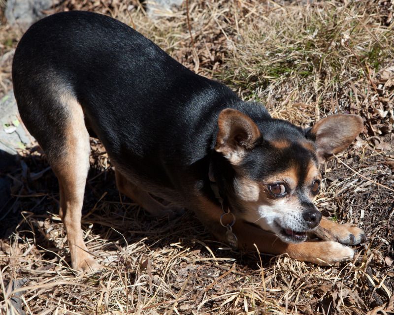 IMAGE: http://i78.photobucket.com/albums/j100/kbtrans/GoodwinLakeLillyStick.jpg