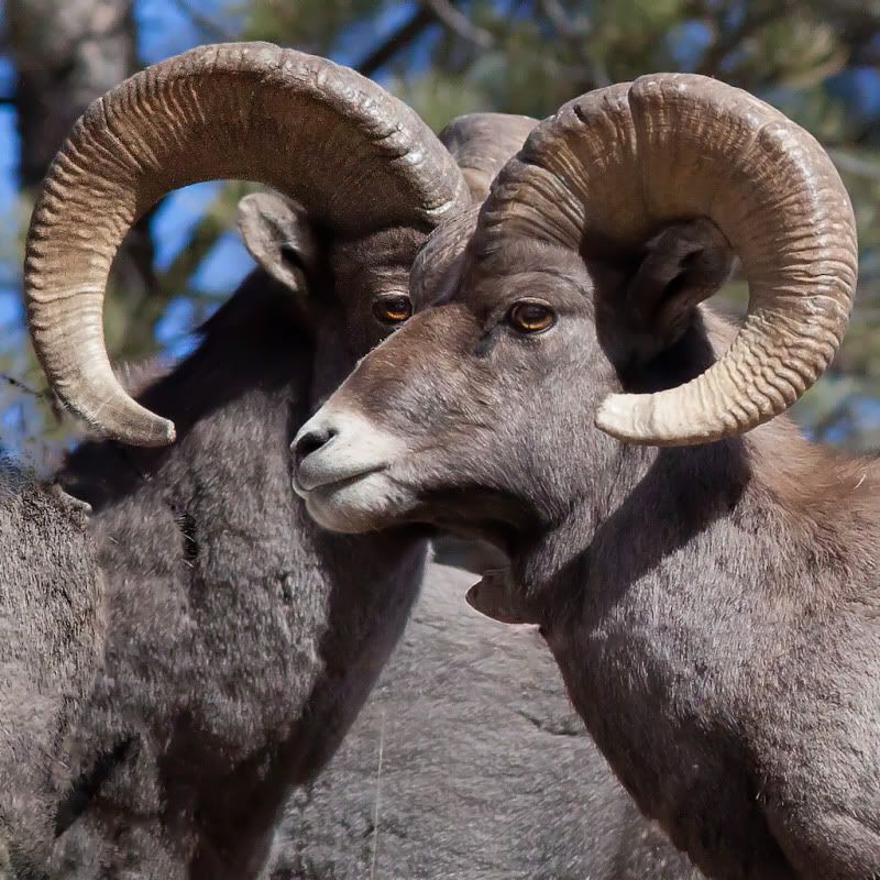 IMAGE: http://i78.photobucket.com/albums/j100/kbtrans/bighorn1024.jpg