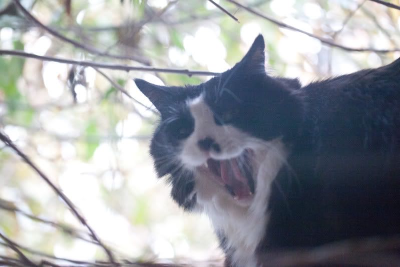 IMAGE: http://i78.photobucket.com/albums/j100/kbtrans/fisher.jpg