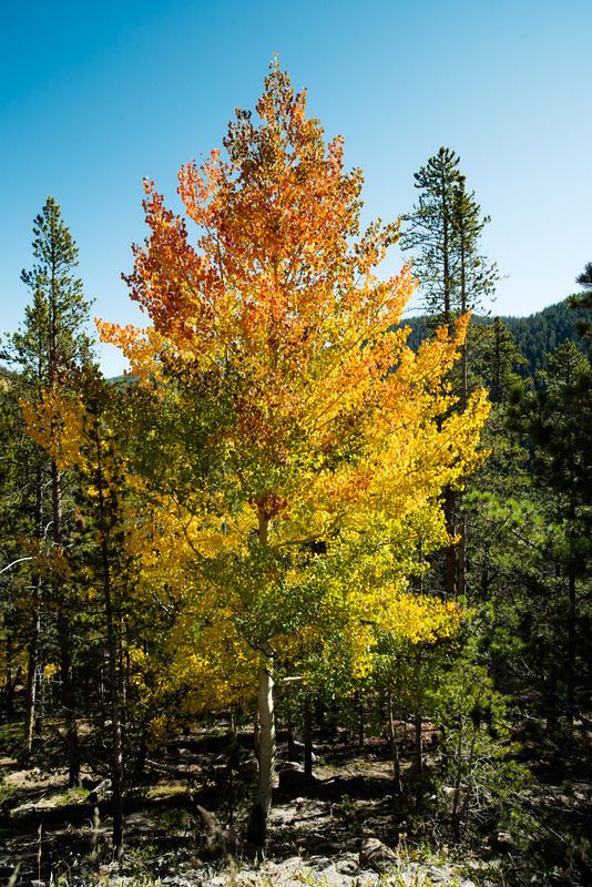 IMAGE: http://i78.photobucket.com/albums/j100/kbtrans/full%20fall%20aspen-9006_zpsrbimfns9.jpg