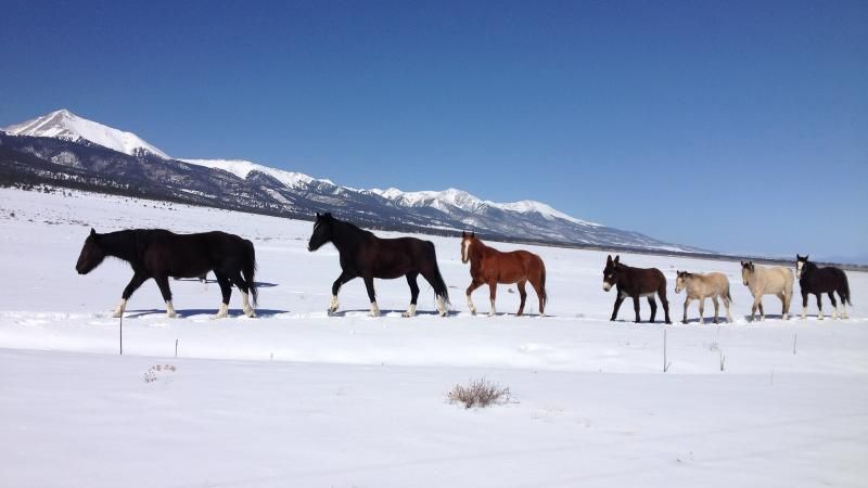 IMAGE: http://i78.photobucket.com/albums/j100/kbtrans/horses%2016%20x%209-1394_zpscx3r16o3.jpg