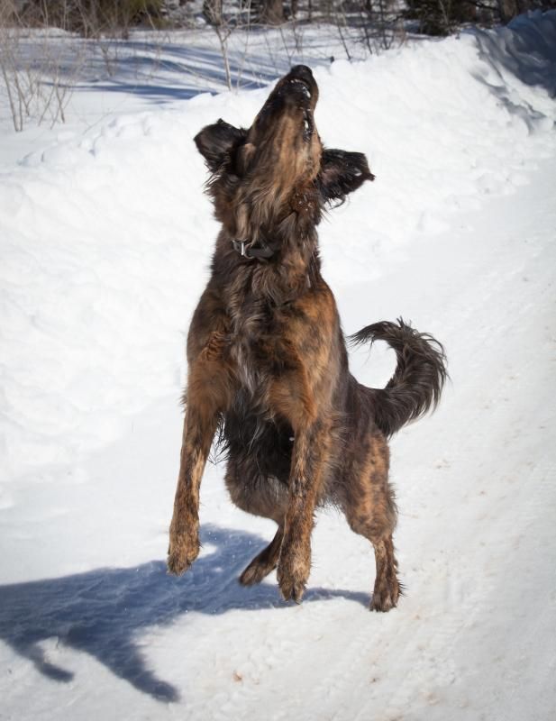 IMAGE: http://i78.photobucket.com/albums/j100/kbtrans/hound%20happy%20dance-0602_zpscv8usr5x.jpg