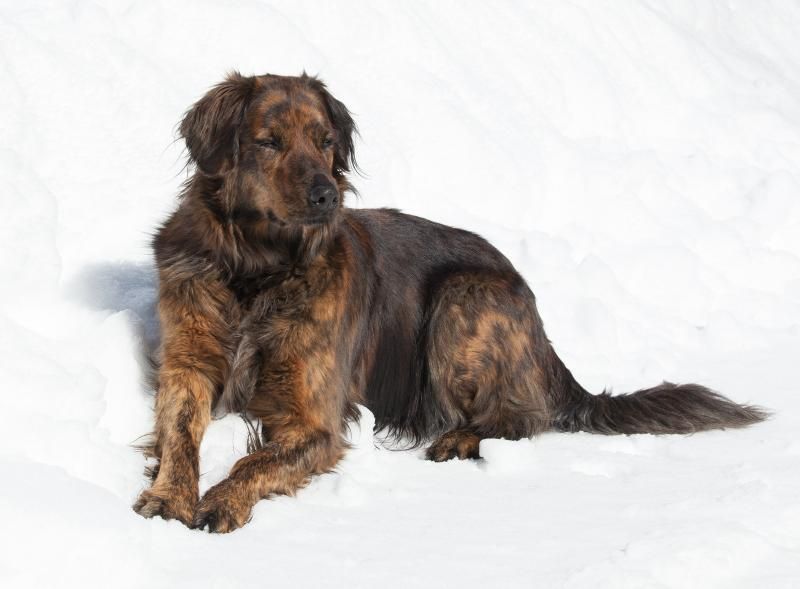 IMAGE: http://i78.photobucket.com/albums/j100/kbtrans/hound%20on%20snow-0585_zpscxbgrjlr.jpg