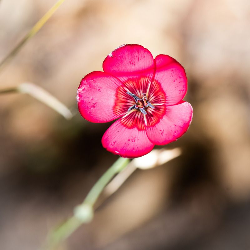 IMAGE: http://i78.photobucket.com/albums/j100/kbtrans/red%20...%20last%20one--9170_zps1srksiqn.jpg