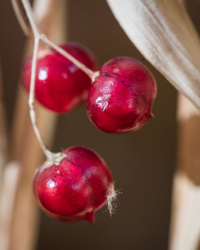 IMAGE: http://i78.photobucket.com/albums/j100/kbtrans/red%20trio%20b-9172_zpsspdvio6d.jpg