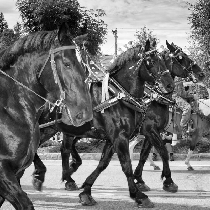 IMAGE: http://i78.photobucket.com/albums/j100/kbtrans/stampee%20parade%203%20horses%20bw-_zpsan5n5yy7.jpg