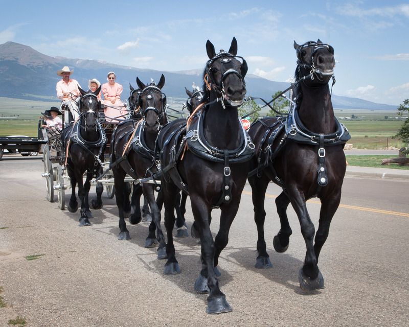 IMAGE: http://i78.photobucket.com/albums/j100/kbtrans/stampee%20parade%20percheron%20five-4565_zpslrxyho3a.jpg
