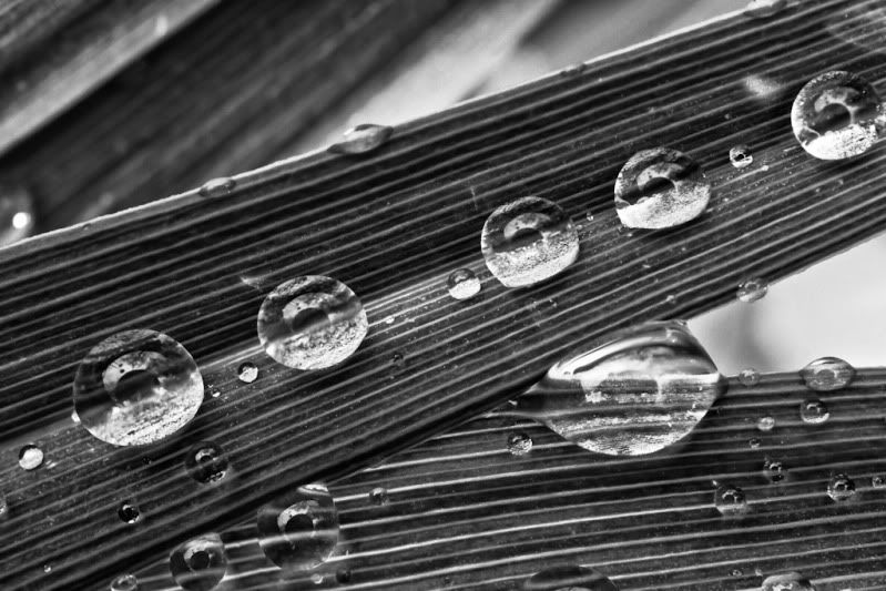 IMAGE: http://i78.photobucket.com/albums/j100/kbtrans/waterdrops2flickr.jpg