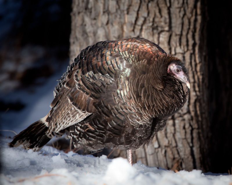 IMAGE: http://i78.photobucket.com/albums/j100/kbtrans/wildturkeyb.jpg