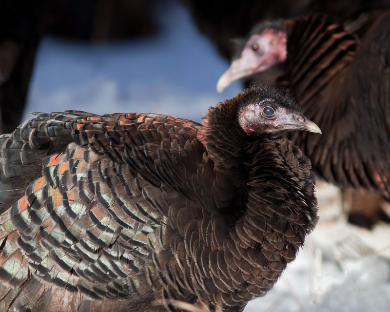 IMAGE: http://i78.photobucket.com/albums/j100/kbtrans/wildturkeystwotightercrop.jpg