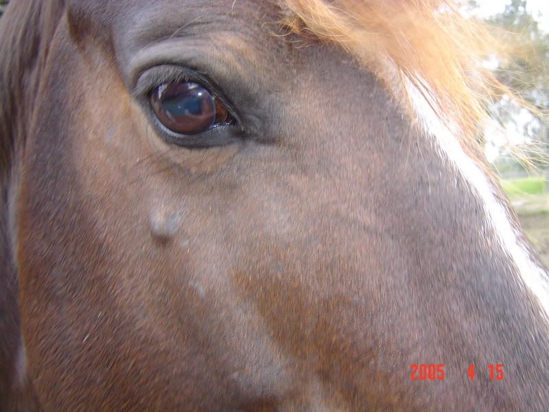 pictures of horses to colour in. breed: Quarter horse colour: