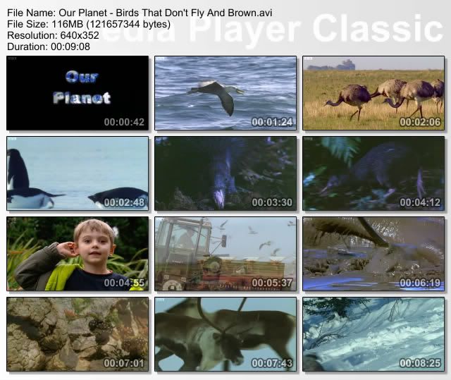 Our Planet   Birds That Don't Fly And Brown (26 October 2007) [ WebRip (XviD) ] *Proper* preview 0