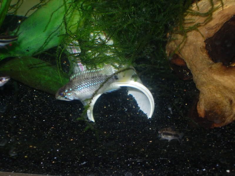 DSCN2520.jpg