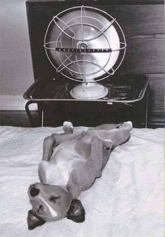 CAY7SDY7.jpg dog image by ams2765