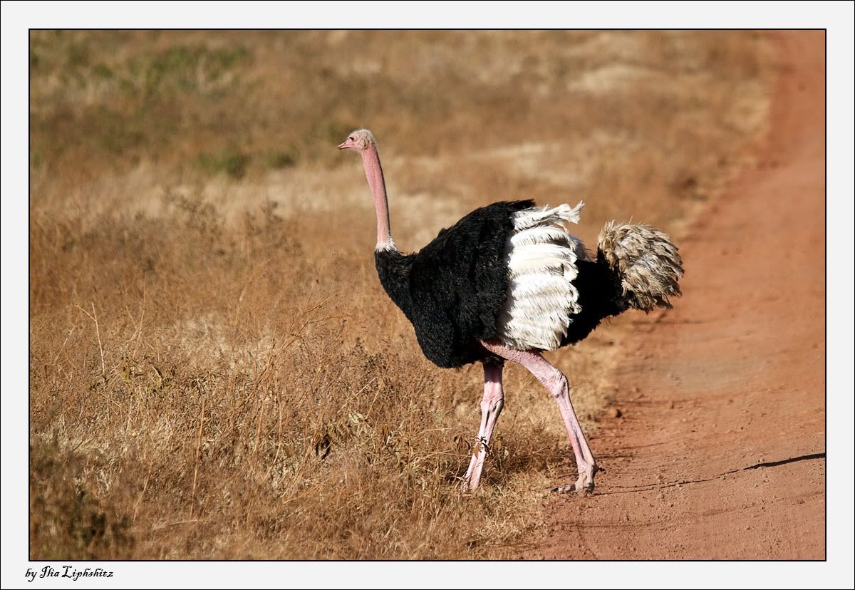 Ngorongoro №1