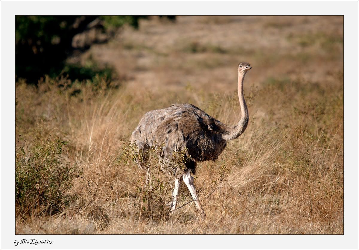 Ngorongoro №1