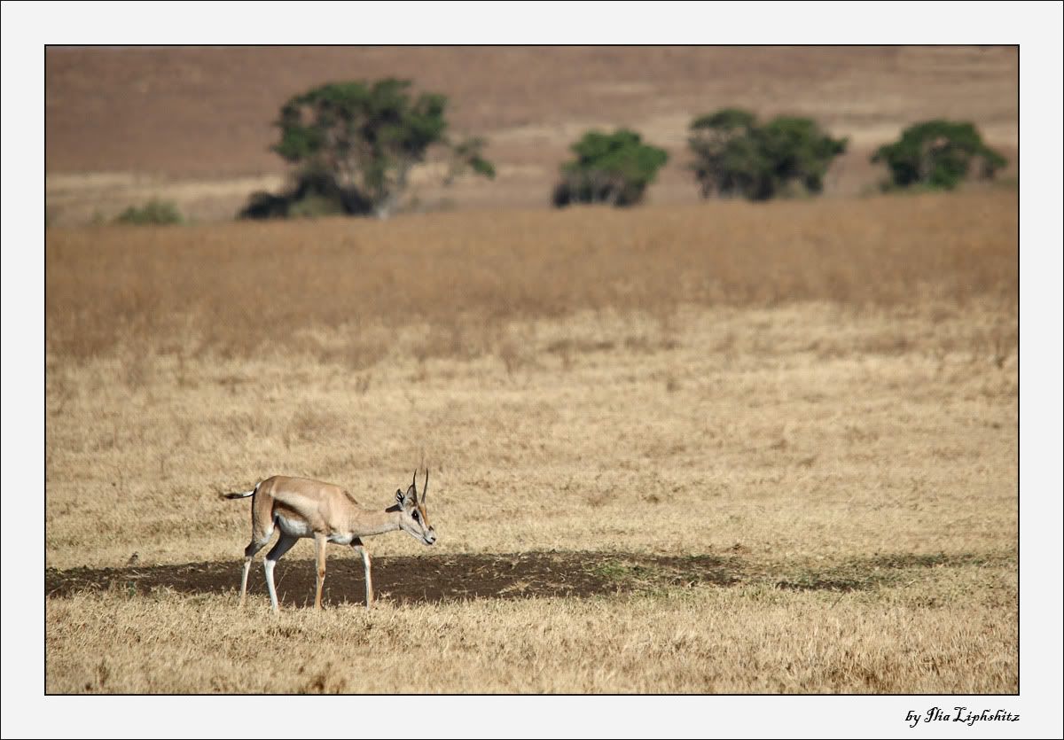 Ngorongoro №1