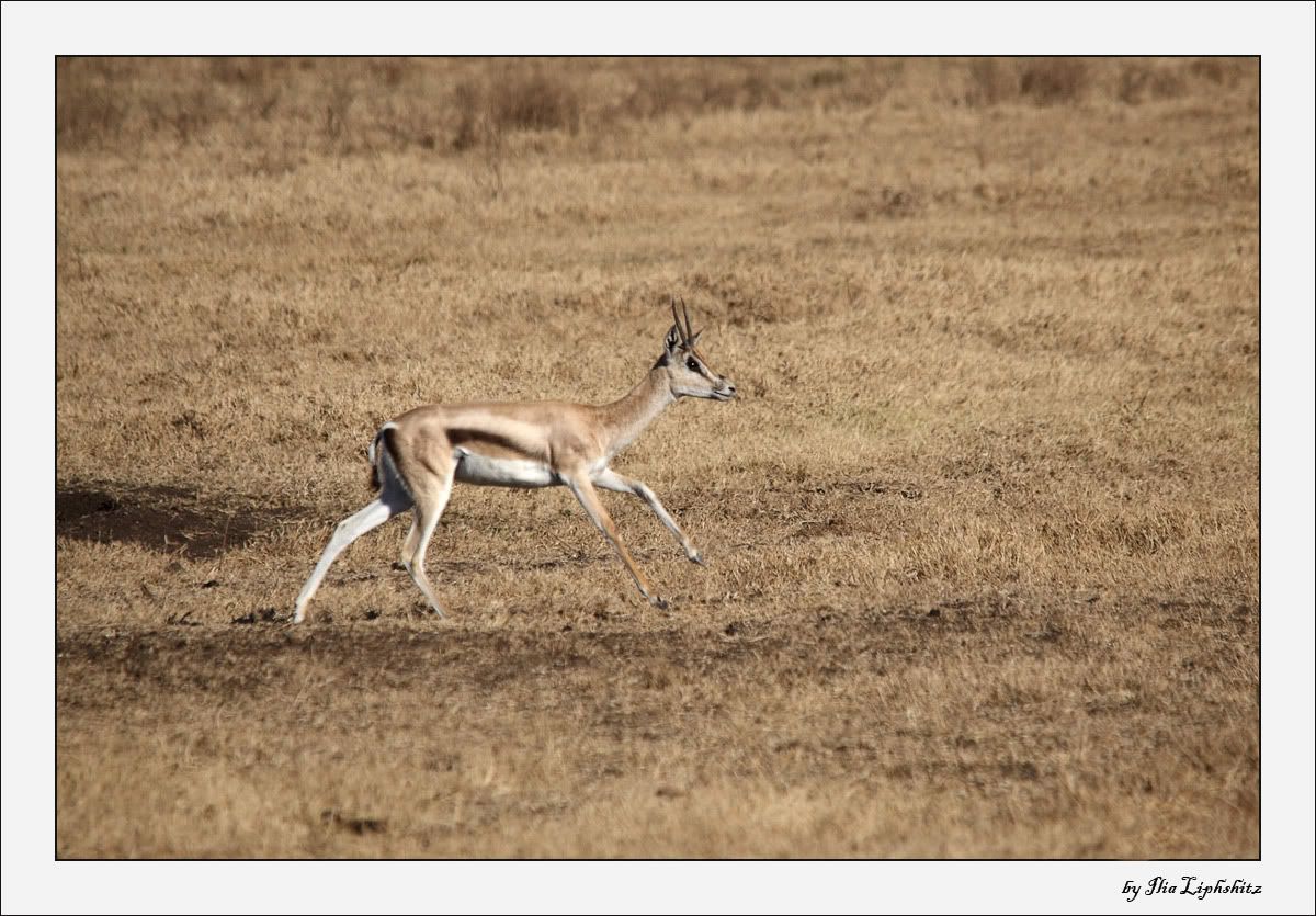 Ngorongoro №1