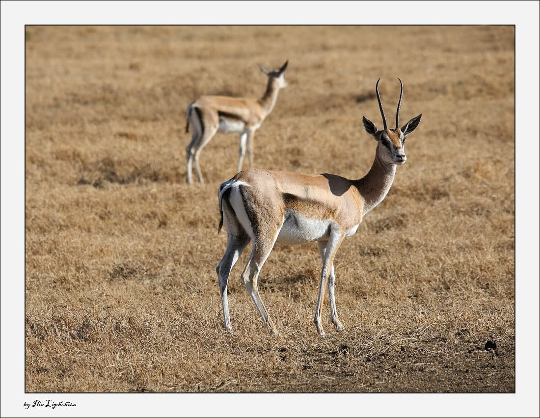 Ngorongoro №1