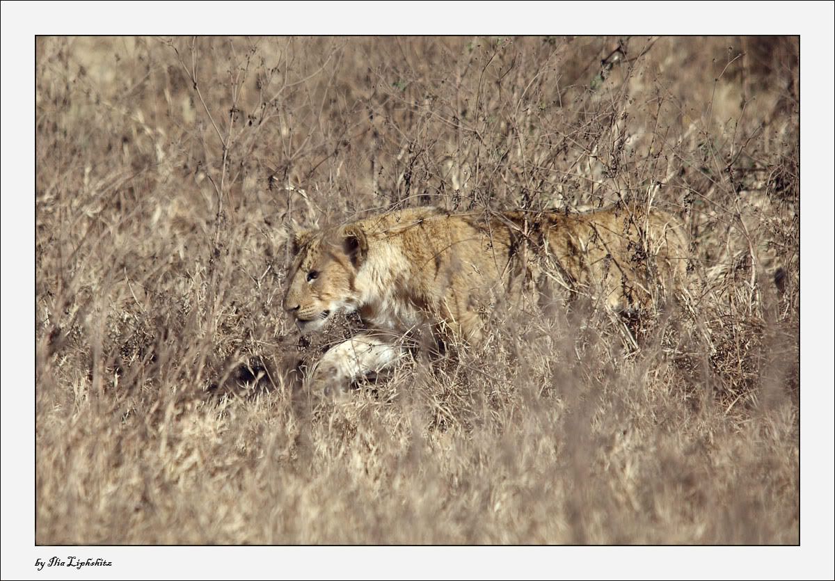 Ngorongoro №1