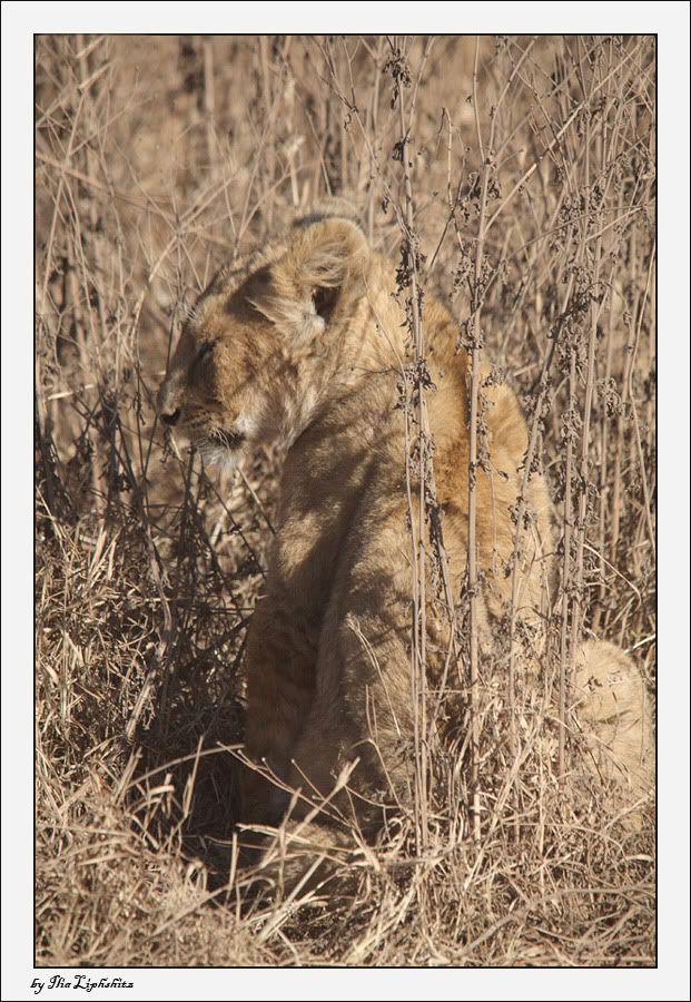 Ngorongoro №1
