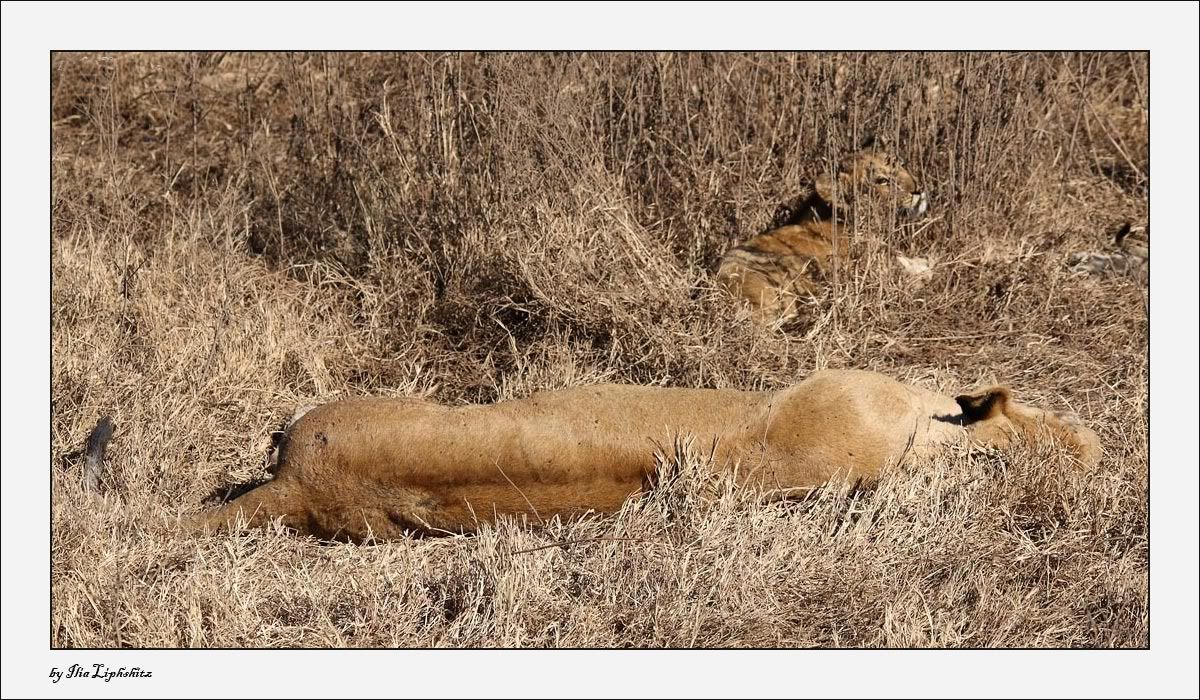 Ngorongoro №1