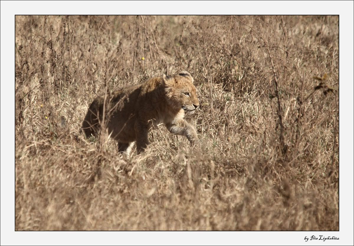 Ngorongoro №1