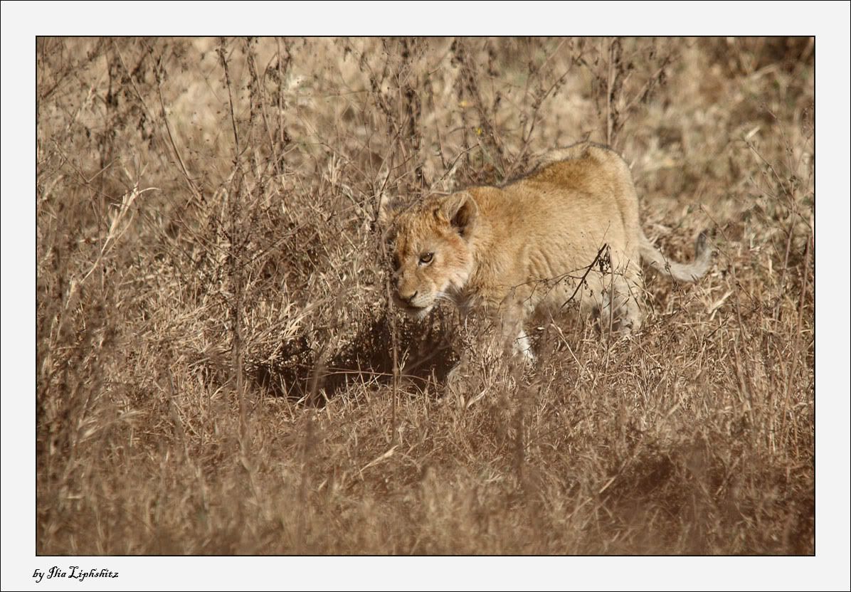 Ngorongoro №1