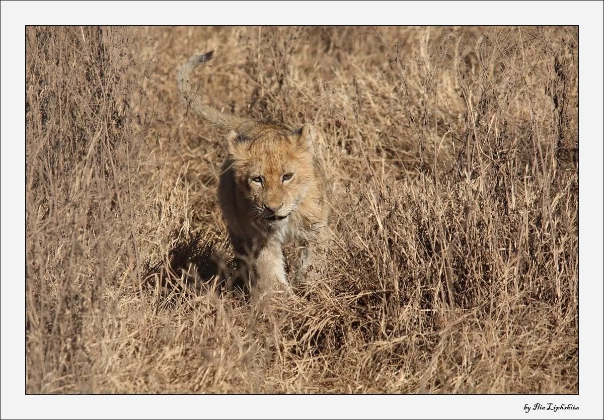 Ngorongoro №1