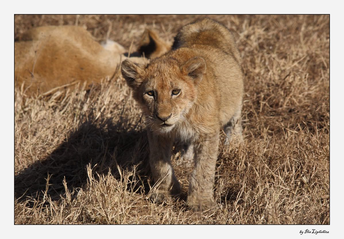 Ngorongoro №1