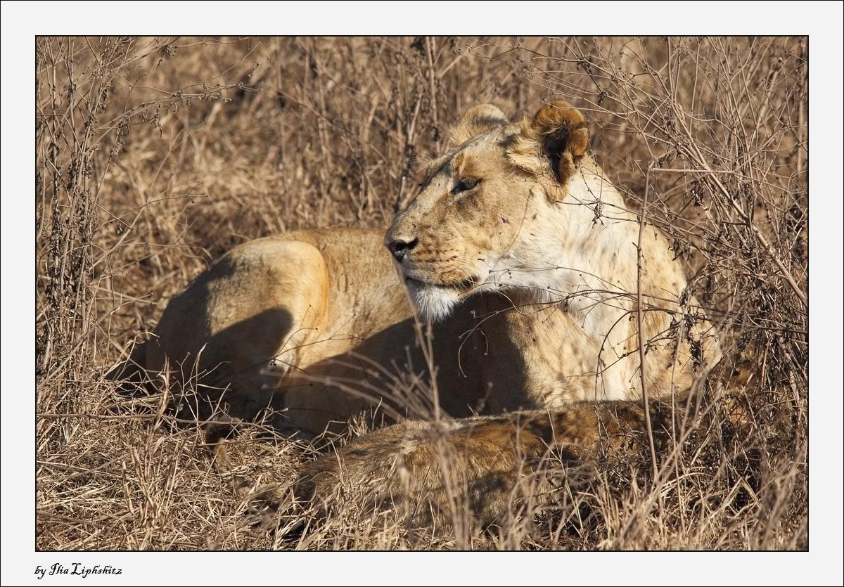 Ngorongoro №1