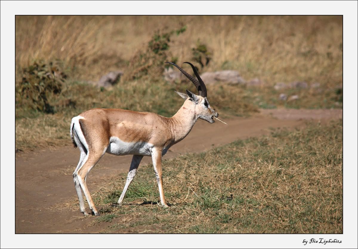Ngorongoro №1