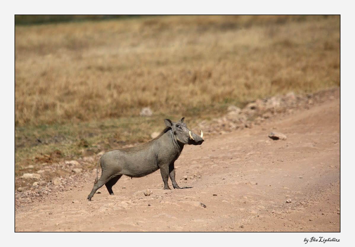 Ngorongoro №1