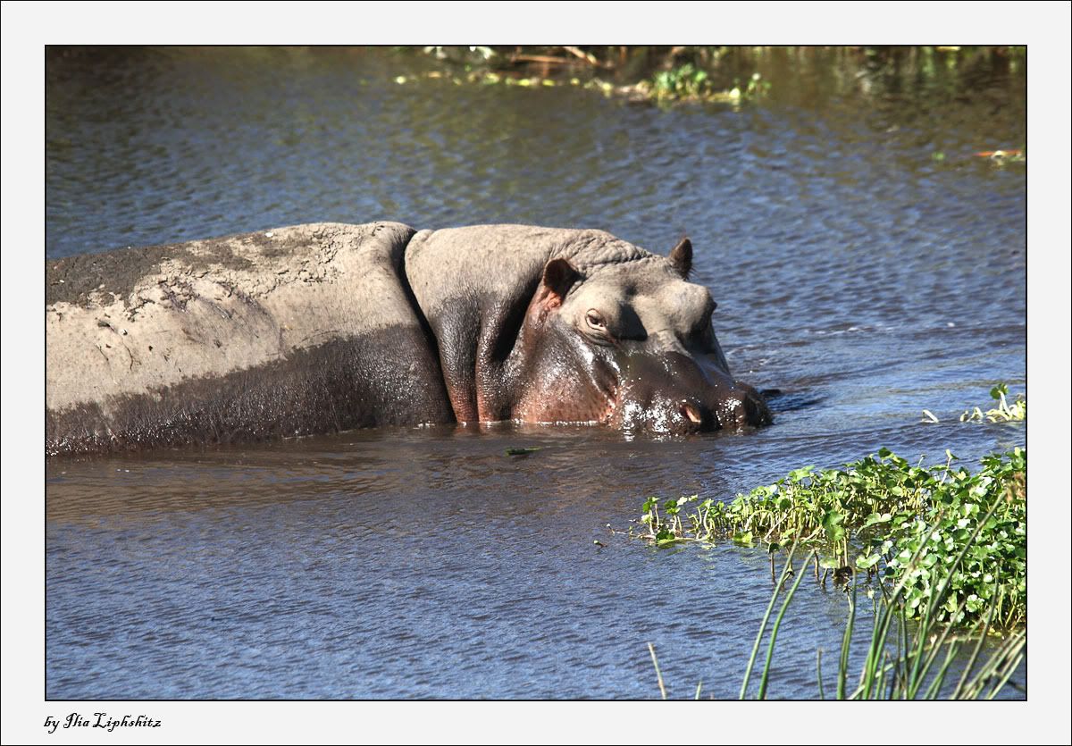 Ngorongoro №1