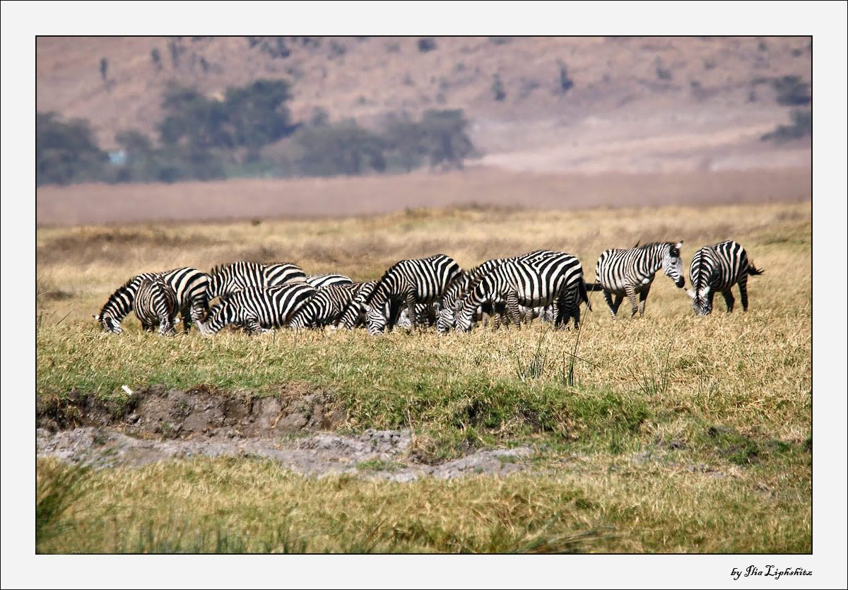 Ngorongoro №1