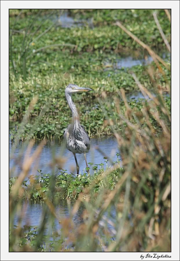 Ngorongoro №1