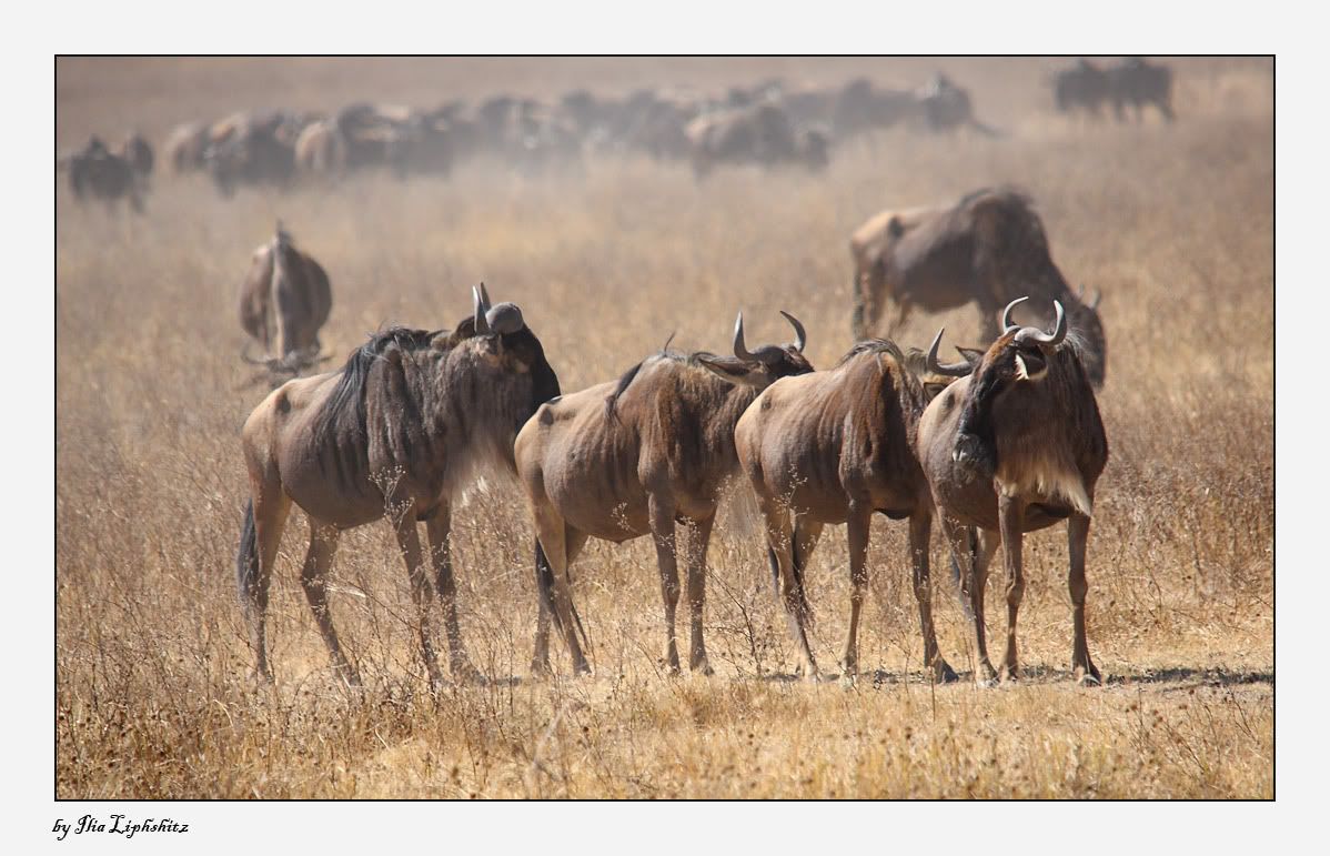 Ngorongoro №1