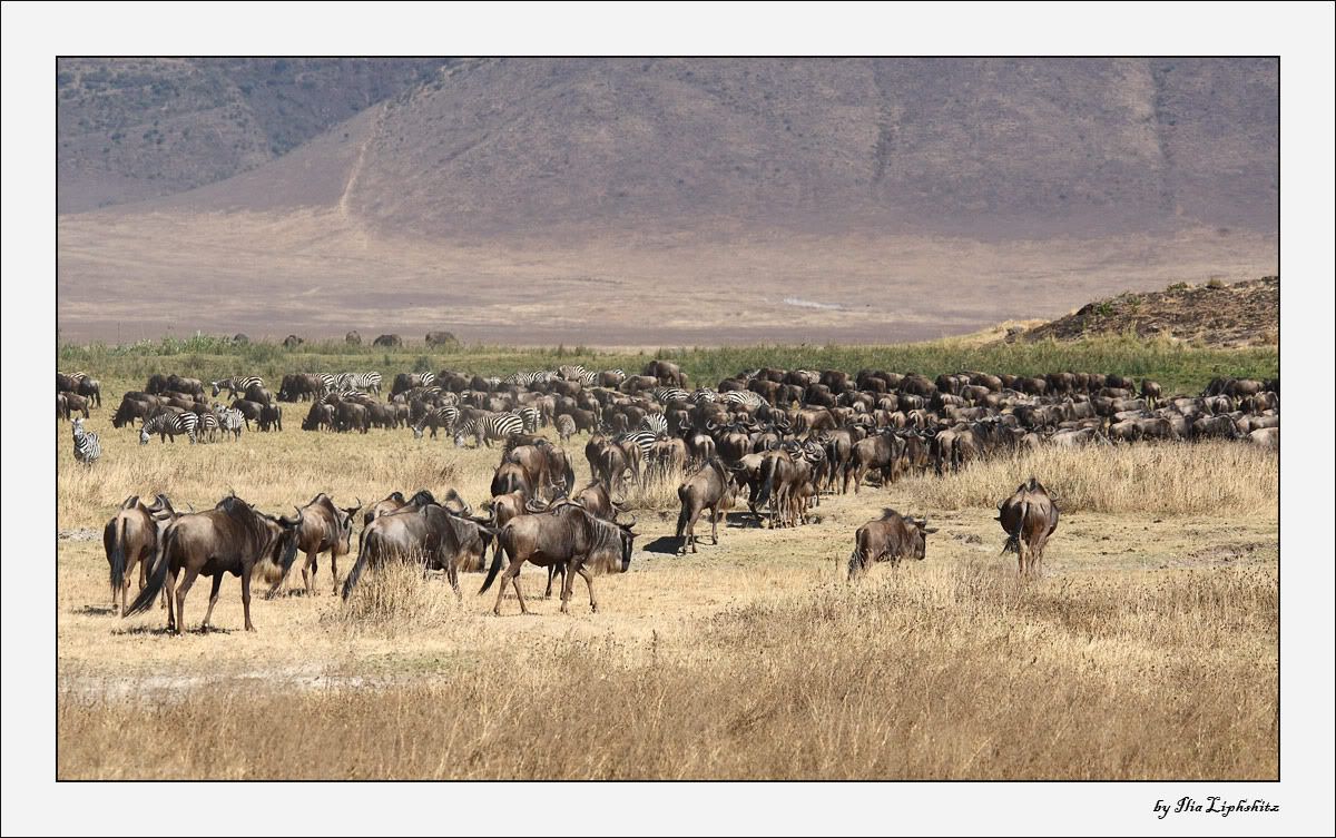Ngorongoro №1