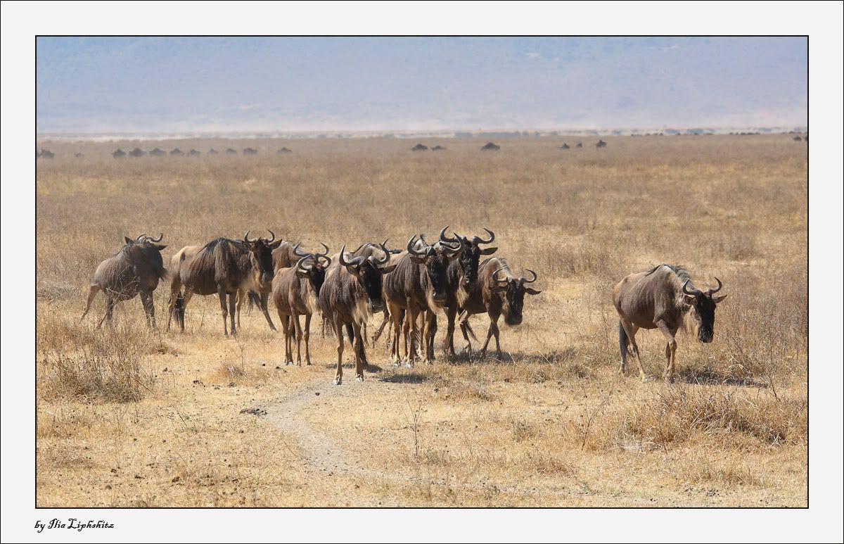 Ngorongoro №1
