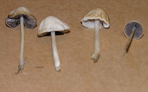 What are these mushrooms on front lawn please?