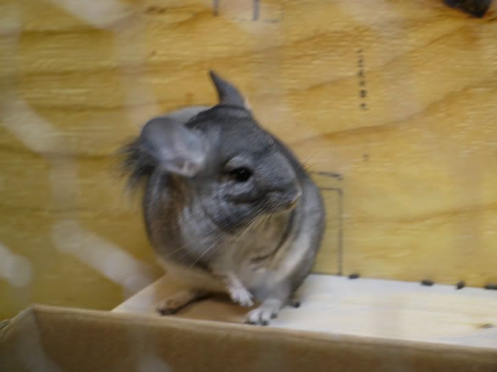 grey chinchilla