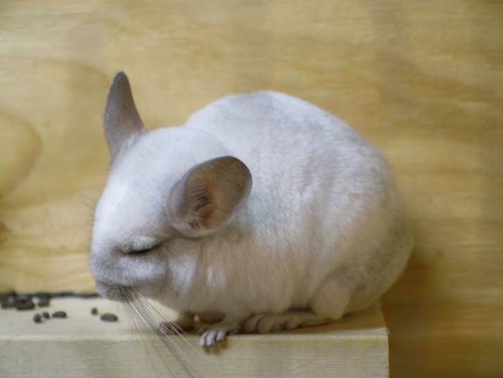 white chinchilla