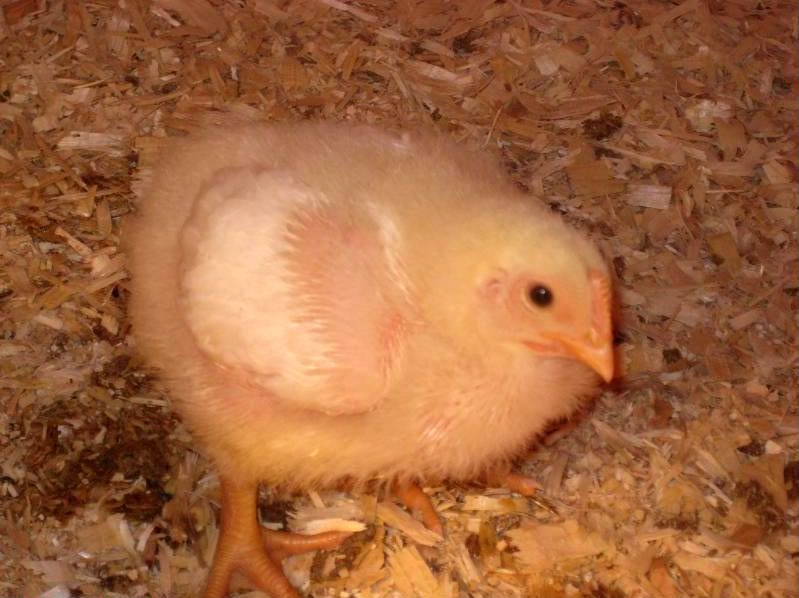 Cornish Rock Chicks