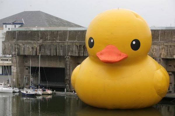 rubber duck Pictures, Images and Photos