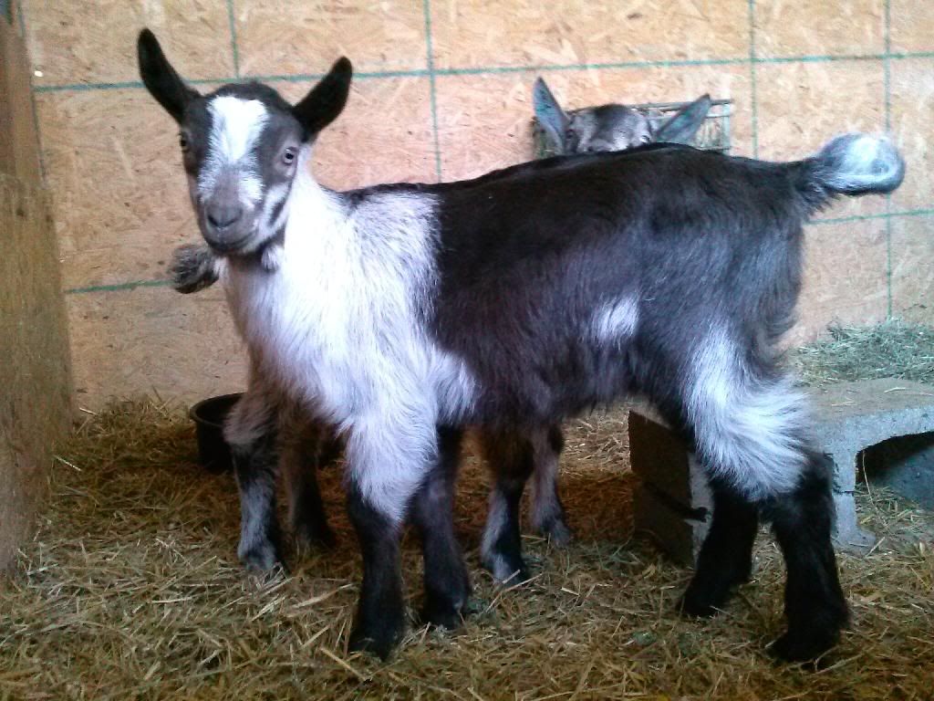 If you could choose any herdsire from ANYWHERE without - Goats