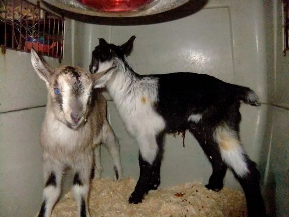 Finally - Goats