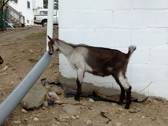 If you could choose any herdsire from ANYWHERE without - Goats