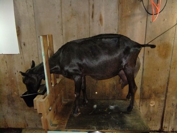 I keep finding goats... - Goats